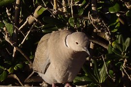 menton sur un banc 01-2013